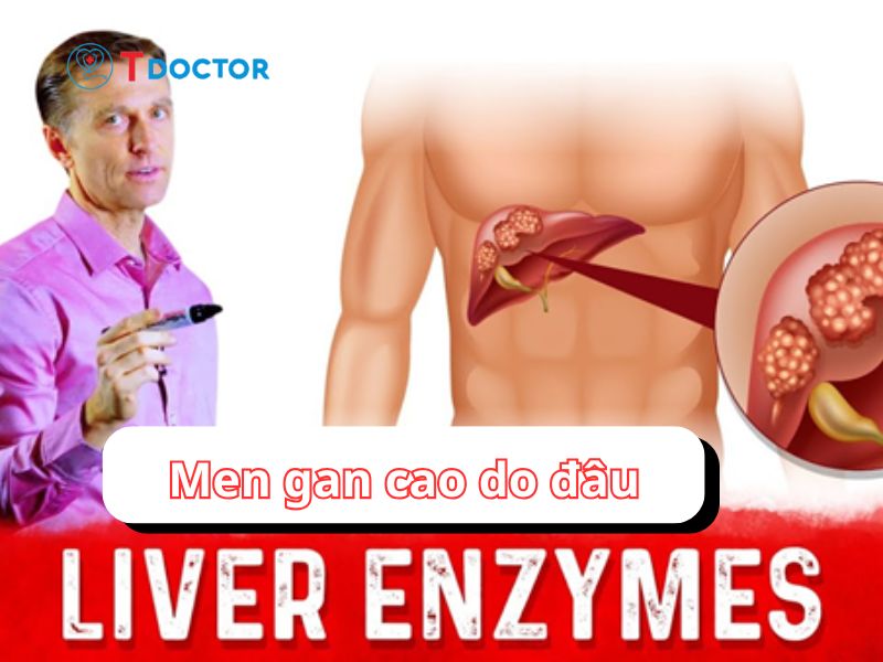 Bật mí men gan cao do đâu? Có thể bạn chưa biết 