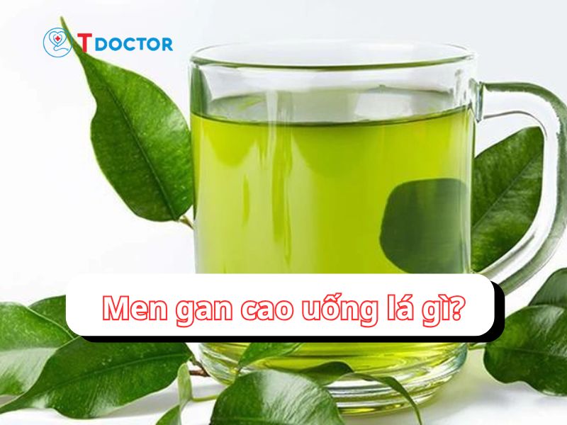 Mách bạn men gan cao uống lá gì tốt