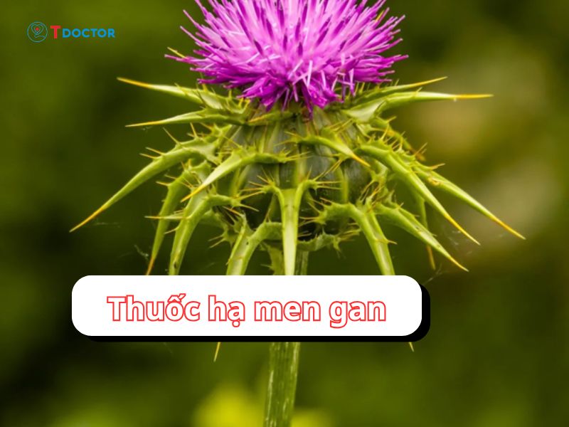 Bật mí thuốc hạ men gan tốt nhất