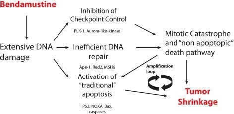 Thuốc hóa trị nhóm alkyl hóa hiệu quả trong điều trị ung thư huyết học