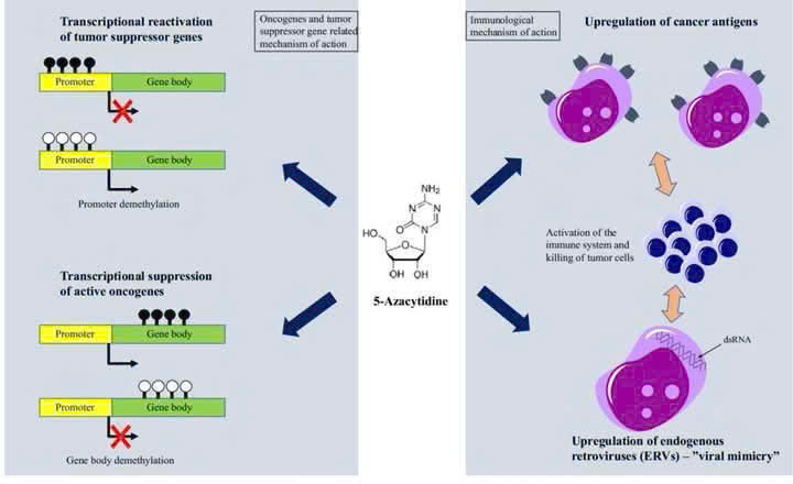 Thuốc điều trị ung thư máu qua cơ chế ức chế methyl hóa DNA