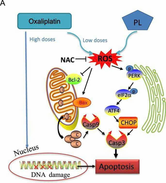 Cơ chế tác động chống ung thư đồng vị độc trên DNA