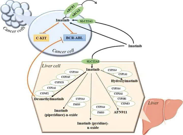 Liệu pháp nhắm đích thay đổi cuộc chơi trong điều trị bệnh bạch cầu mạn dòng tủy