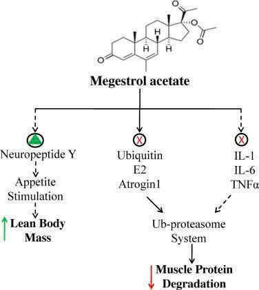 Giải pháp hỗ trợ suy mòn và suy kiệt ở bệnh nhân ung thư