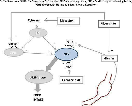 Lựa chọn tối ưu cho bệnh nhân ung thư giai đoạn cuối cần hỗ trợ dinh dưỡng
