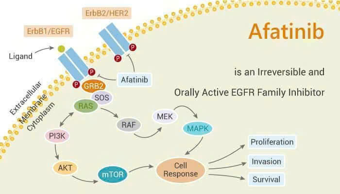  Liệu pháp nhắm đích hiệu quả trong điều trị ung thư phổi không tế bào nhỏ có đột biến EGFR