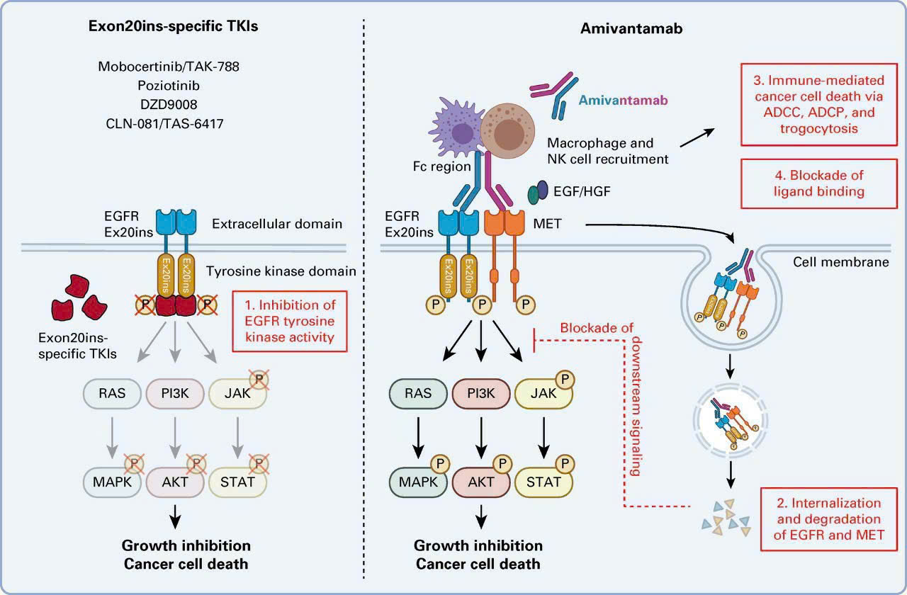 Lazertinib kết hợp Rybrevant – Bước đột phá mới trong điều trị ung thư phổi có đột biến EGFR