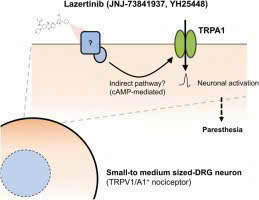 Vì sao Lazertinib kết hợp Rybrevant vượt qua Osimertinib trong điều trị ung thư phổi EGFR+?