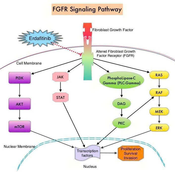 So sánh Erdafitinib với miễn dịch và Enfortumab Vedotin trong ung thư bàng quang tiến triển