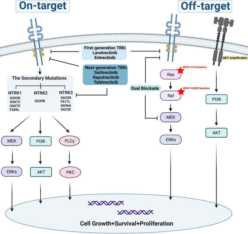 Liệu pháp nhắm trúng đích an toàn và hiệu quả cho cả người lớn và trẻ em