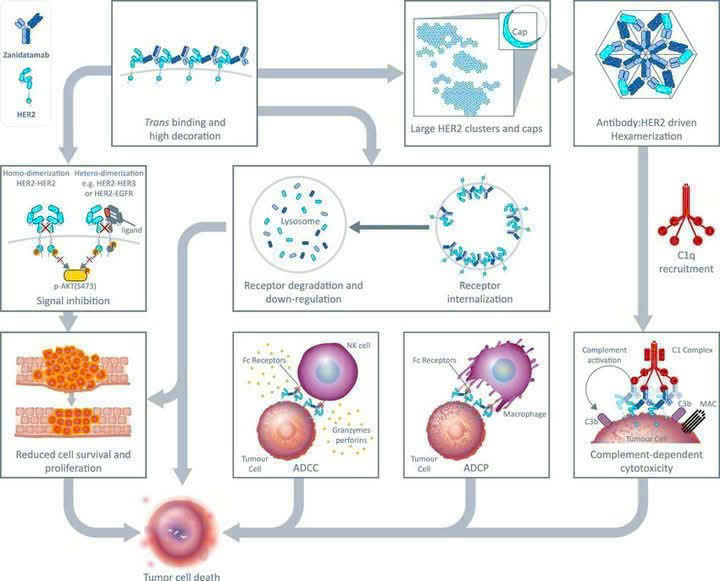 Chỉ định điều trị và đối tượng phù hợp với Zanidatamab trong ung thư đường mật