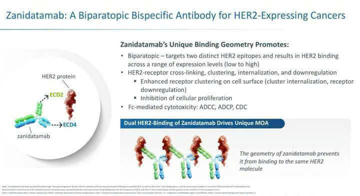 Zanidatamab – cơ chế tác động kép trong điều trị ung thư đường mật HER2 dương tính