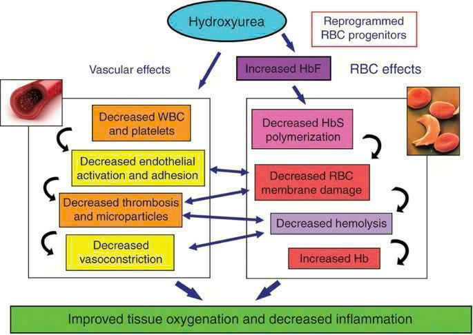 Chỉ định sử dụng Hydroxyurea trong điều trị các bệnh ung thư