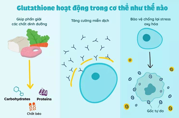 Bật mí tác dụng của Glutathione Maxx 500 có thể bạn chưa biết