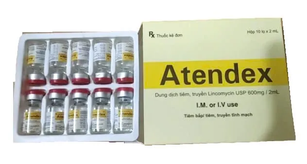 Atendex Lincomycin Makcur (H/10c/2ml) - Thuốc kháng sinh được sử dụng rộng rãi trong điều trị các nhiễm khuẩn nghiêm trọng